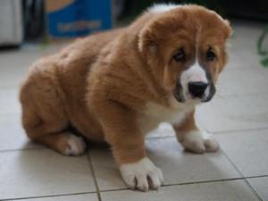 כלב רועים מרכז אסייתי