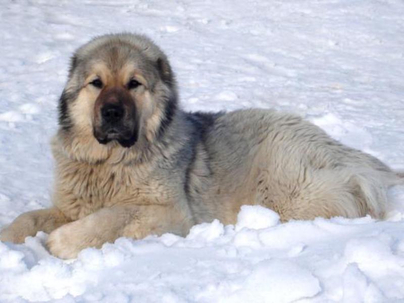 רועים אסייתים הם כלבים גדולים ועצומים.