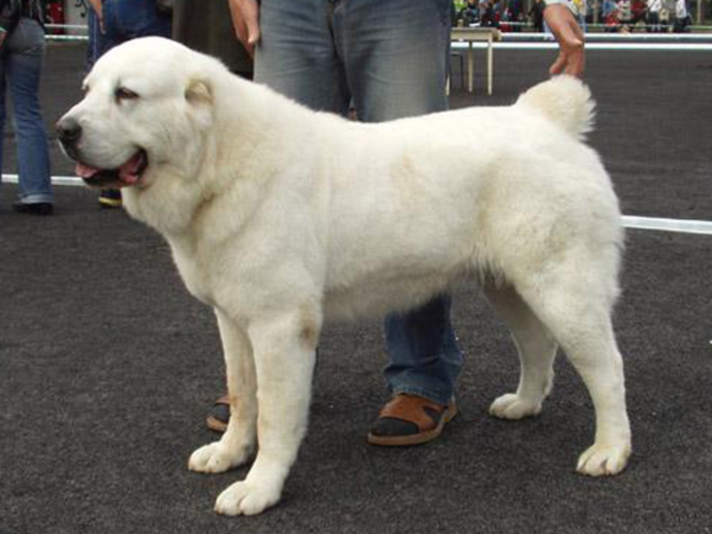 גזע כלבים אסייתי