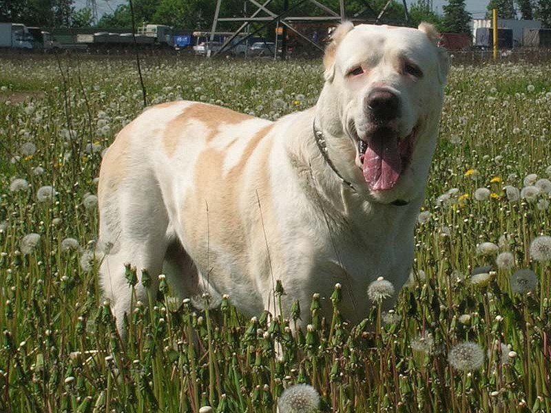 כלב רועים אסייתי