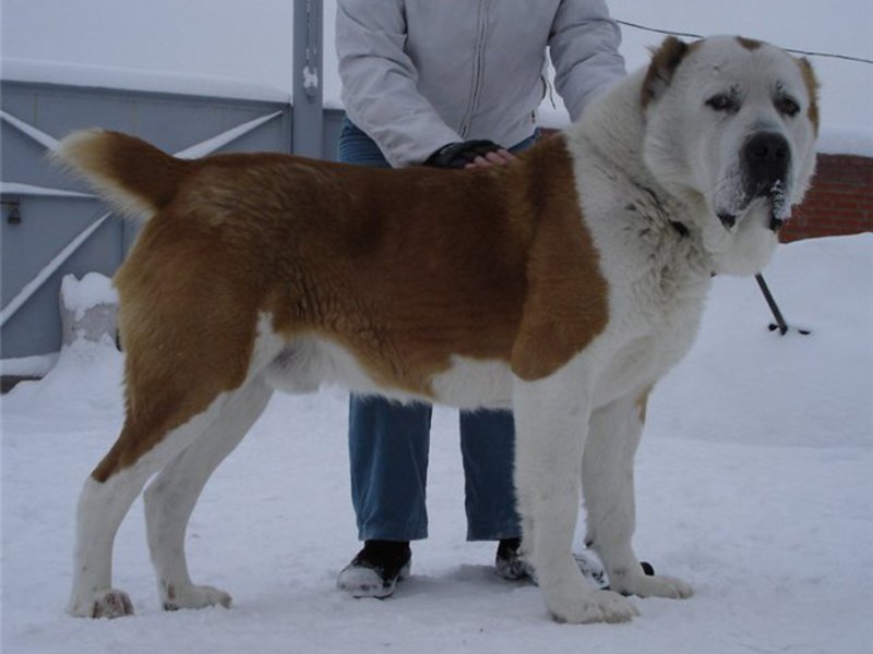 תנאים לגידול כלבים גדולים
