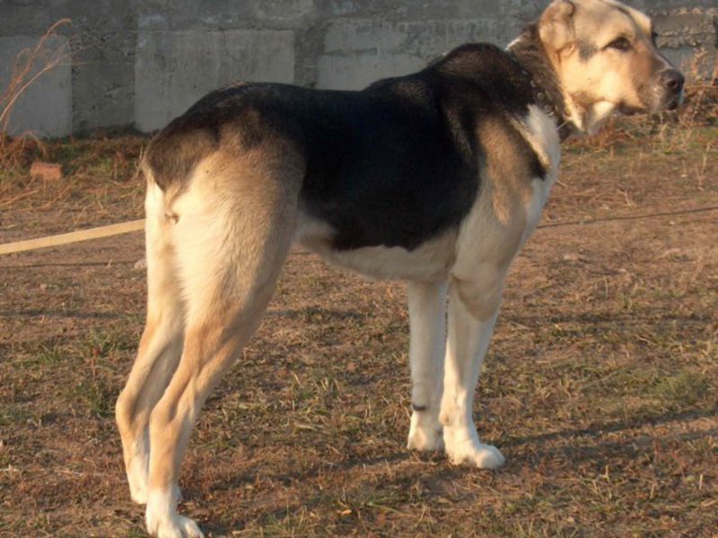 כלבים ענקיים
