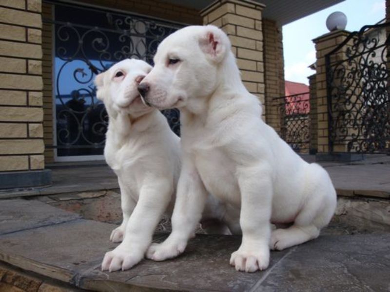 איך לטפל בכלבים אסייתים