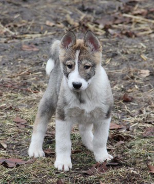 הכל על הלייקה המערבית-סיבירית