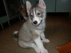 מאפייני גזע