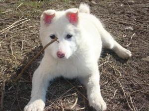 מאפייני הלייקה המערבית-סיבירית