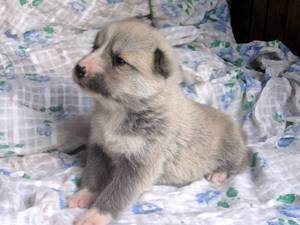 גידול כלב לייקה