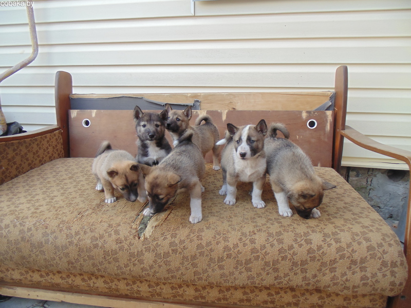 גורי לאיקה מערב סיבירי מוחזקים בכלביות