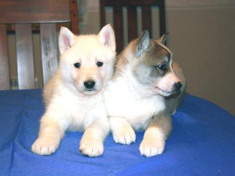 תיאור גזעי כלבים