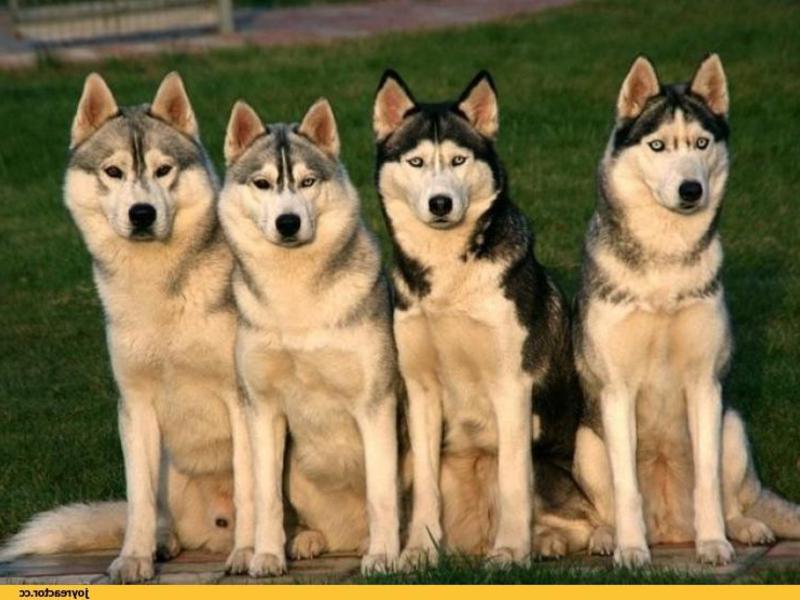 מאפייני גזע