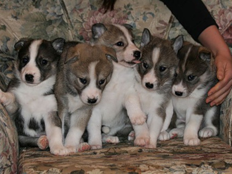 מה אוכלים כלבי לייקה?