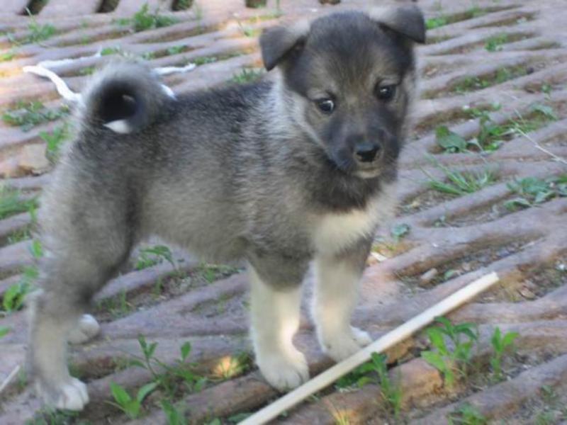 אופי כלבי הלייקה