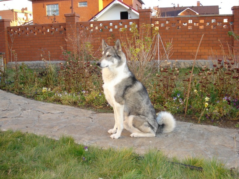 כללים לגידול האסקי