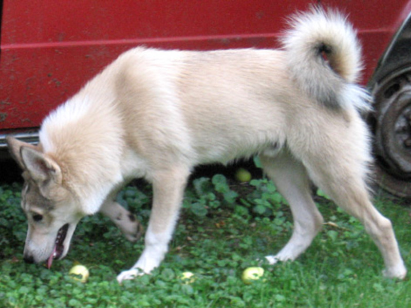 גורי לייקה מערב סיבירי