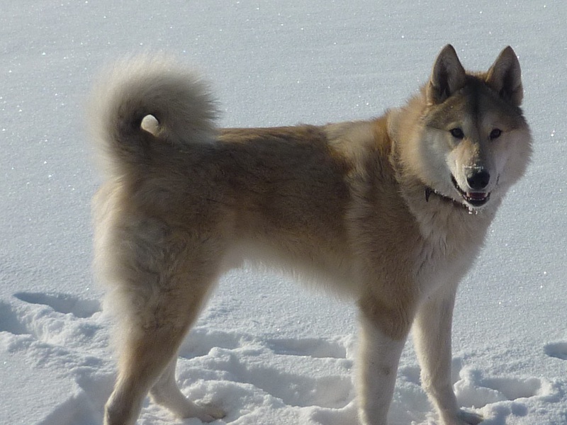 טיפול בכלב לייקה