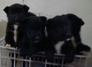 הכל על הלייקה המזרח סיבירית