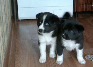 גורת לייקה מזרח סיבירית