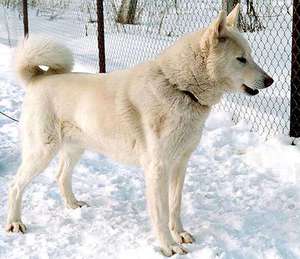 תיאור של הכלב לייקה