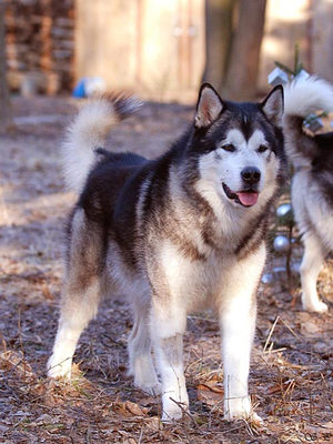 צביעה של לייקות מזרח סיביריות