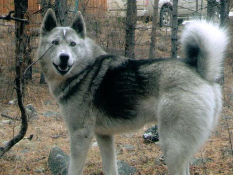 כלבת ציד לייקה