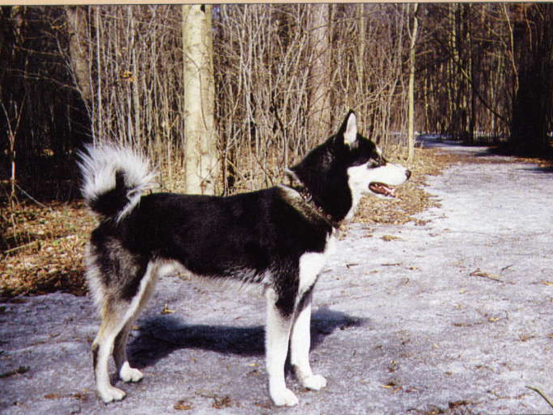 גורת לייקה מזרח סיבירית