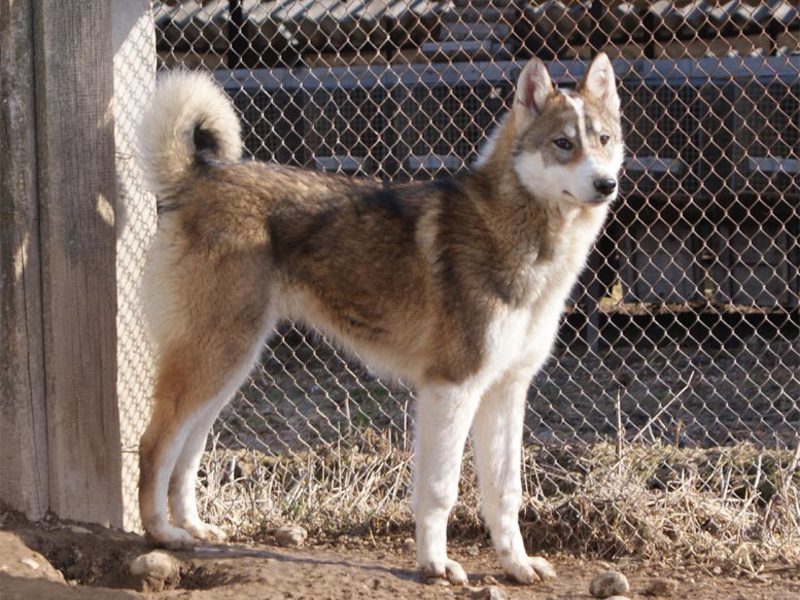 אופייה של הלייקה המזרח סיבירית
