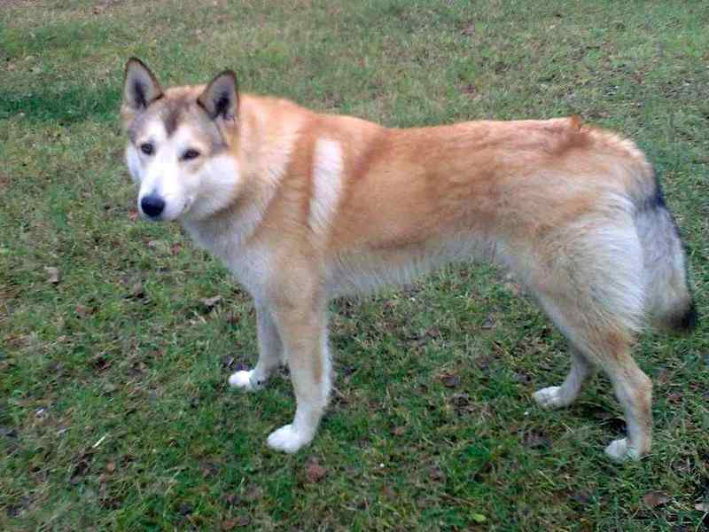 איך נראה גור לייקה מזרח סיבירי?