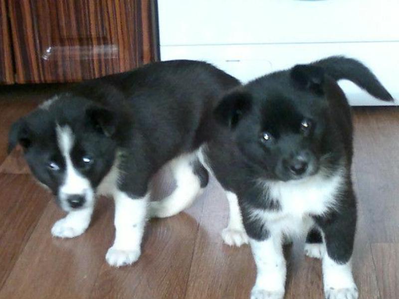 גורת לייקה מזרח סיבירית