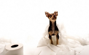 איך לאלף כלב להשתמש בסיר בתוך הבית ומחוצה לו