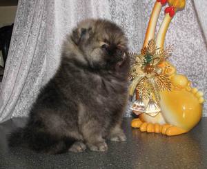 כמה עולה שפיץ?