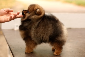 פומרניאן בבית