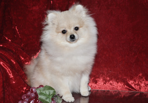 איך לטפל בכלב שפיץ מיניאטורי