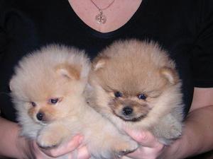 טיפול באוזניים ובפרווה של שפיץ