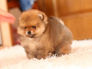 טיפול בפומרניאן שפיץ