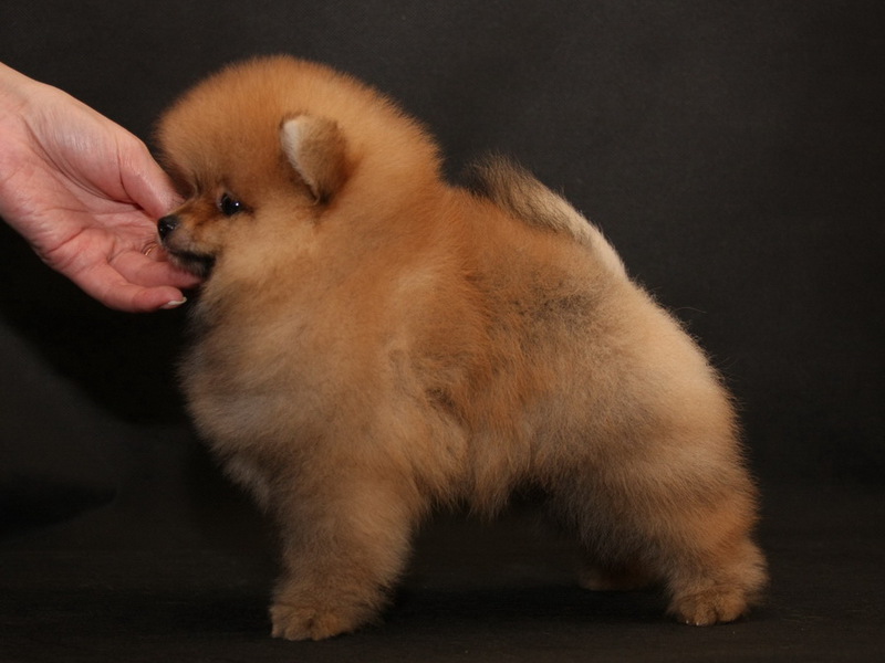 כלבי שפיץ קטנים