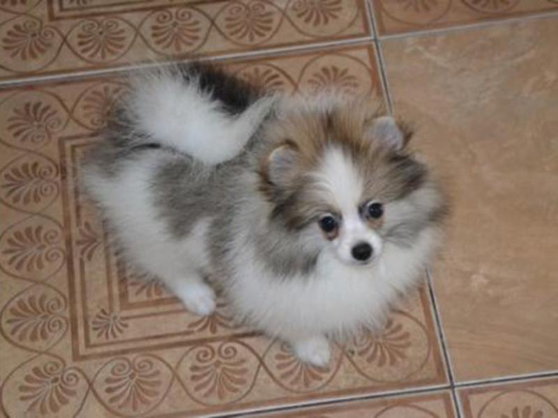 כלבי שפיץ קטנים