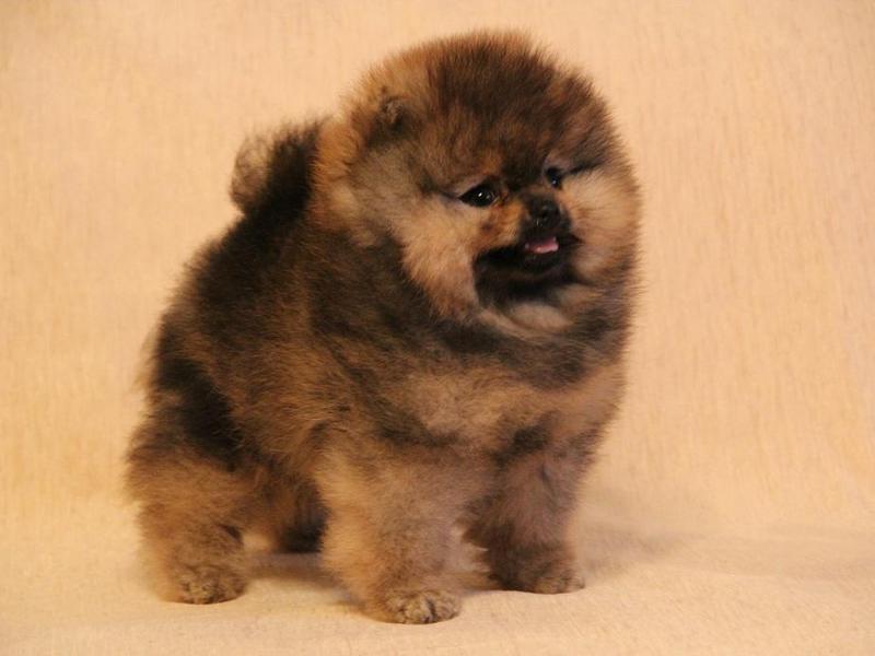 כלבים מיניאטוריים