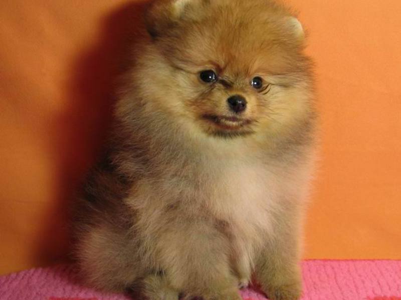 פומרניאן שפיץ מיניאטורי