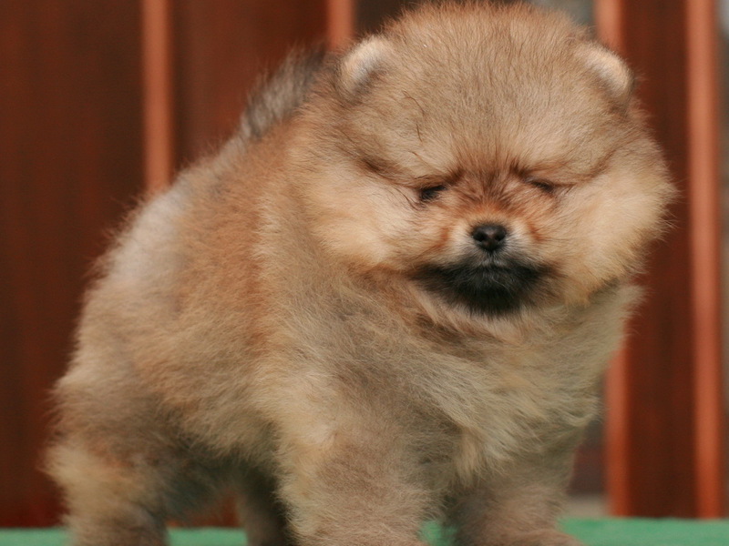 איך לטפל בספיץ