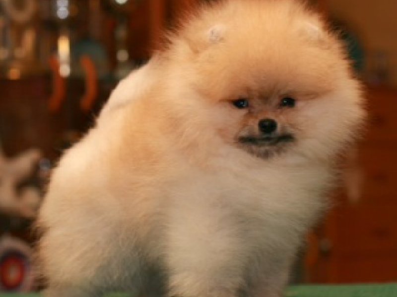 פומרניאן שפיץ