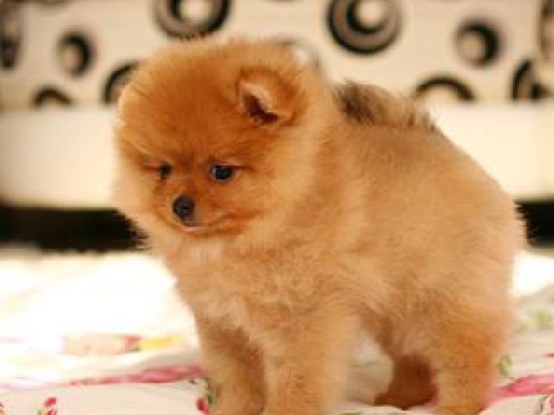 פומרניאן שפיץ מיניאטורי