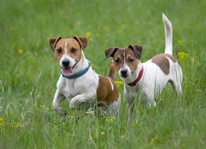 גזע ג'ק ראסל טרייר ומאפייניו הסטנדרטיים
