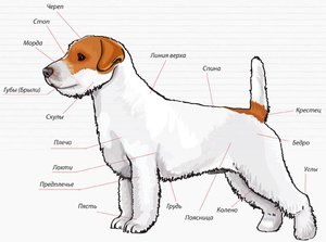 תקן גזע ג'ק ראסל טרייר מראה סטנדרטי של ג'ק ראסל טרייר