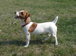 מראהו של ג'ק ראסל טרייר