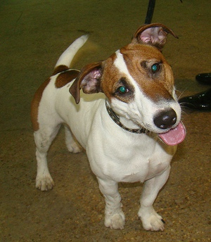 במיה של הכלב של ראסל מה אוכלים ג'ק ראסל טרייר?