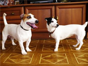 מחיר גורי ג'ק ראסל טרייר גורי טרייר