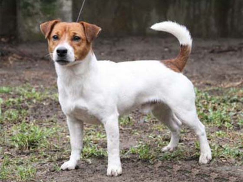 ג'ק ראסל טרייר ג'ק ראסל טרייר - כלביית כלבים