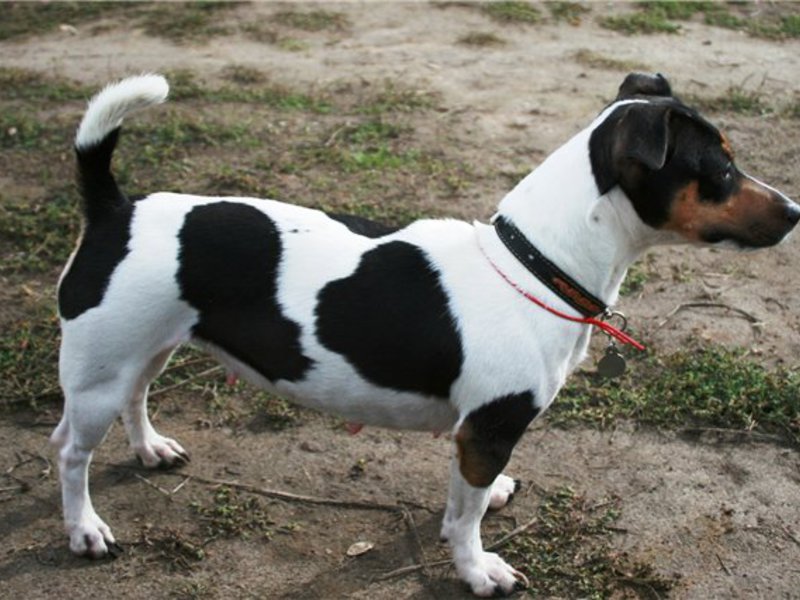 ג'ק ראסל טרייר ילדה נהדרת גידול כלב טרייר