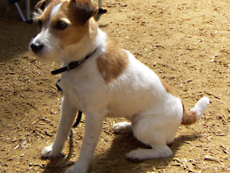 חתולים וכלבים מצחיקים אופיו של ג'ק ראסל טרייר