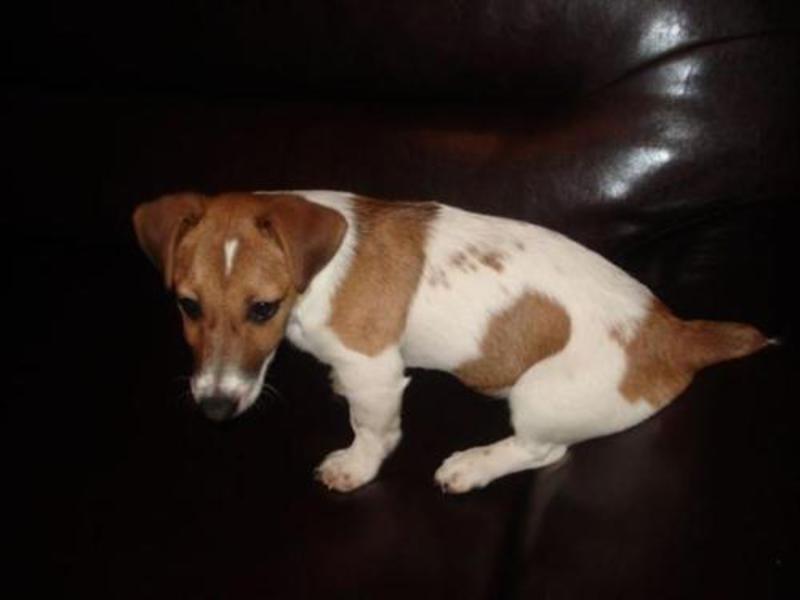 איך לטפח טרייר איך נראה טרייר?